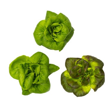 Bilde: © Onna Greens / Oda Onna Greens Baby Butterheads Salat Norge, 9 stk