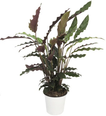 Bilde: © FreshFlowers / Oda FreshFlowers Calathea 30-40cm høy