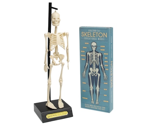 Bilde: © Sprell / Oda Sprell Anatomisett Bygg skjelett