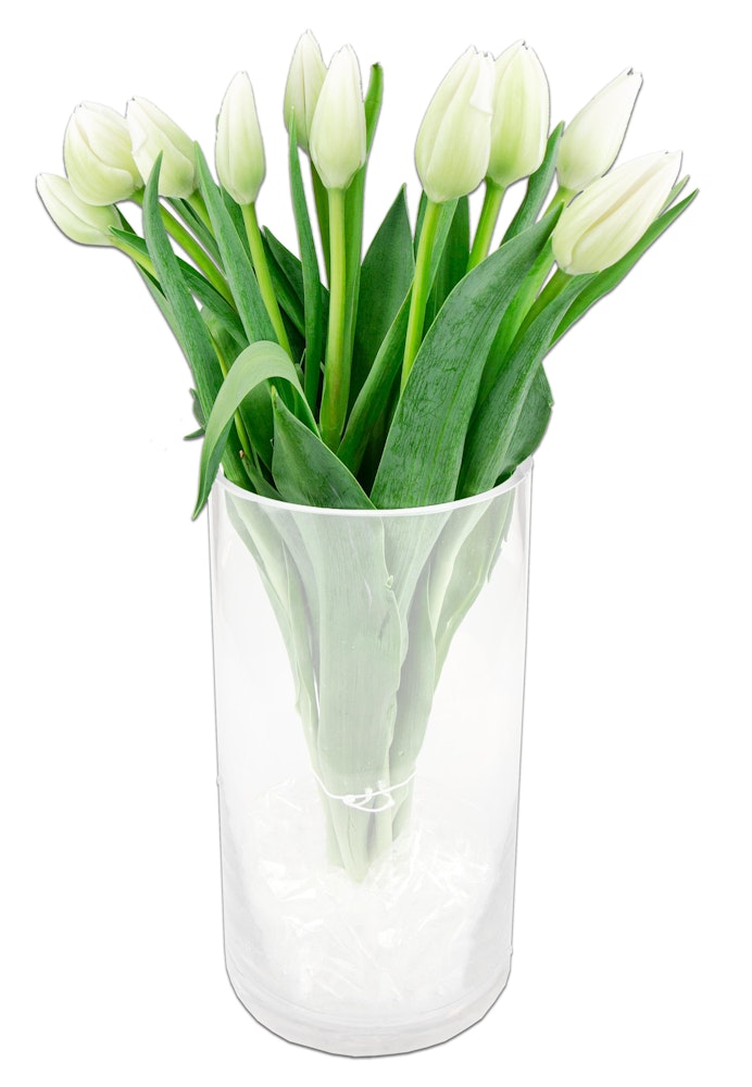 Tulipaner Hvit 10 stk