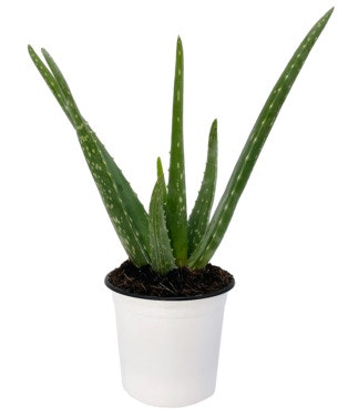 FreshFlowers Aloe Vera 30cm