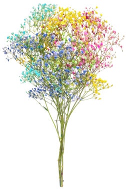 Bilde: © FreshFlowers / Oda FreshFlowers Candy floss 50 cm