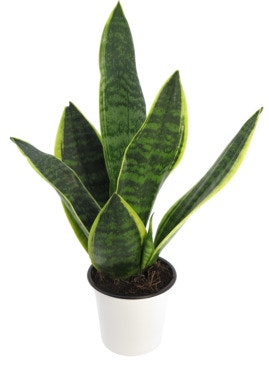 Bilde: © FreshFlowers / Oda FreshFlowers Sansevieria Svigermors Tunge ca 40cm