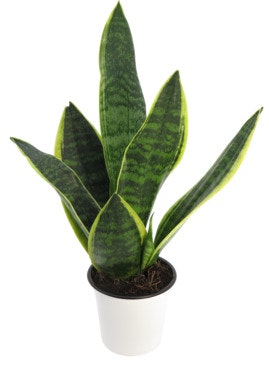 Sansevieria Svigermors Tunge ca 40cm