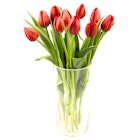 Tulipaner Rød