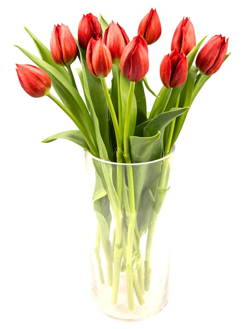 FreshFlowers Tulipaner Rød