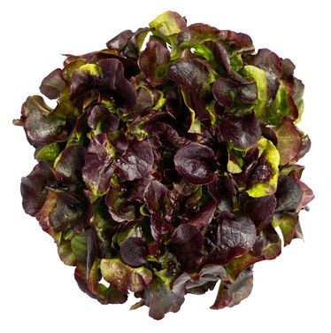 Onna Greens Big Oak Red Salat