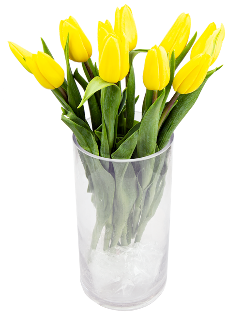 Bilde: © FreshFlowers / Oda FreshFlowers Tulipaner gule