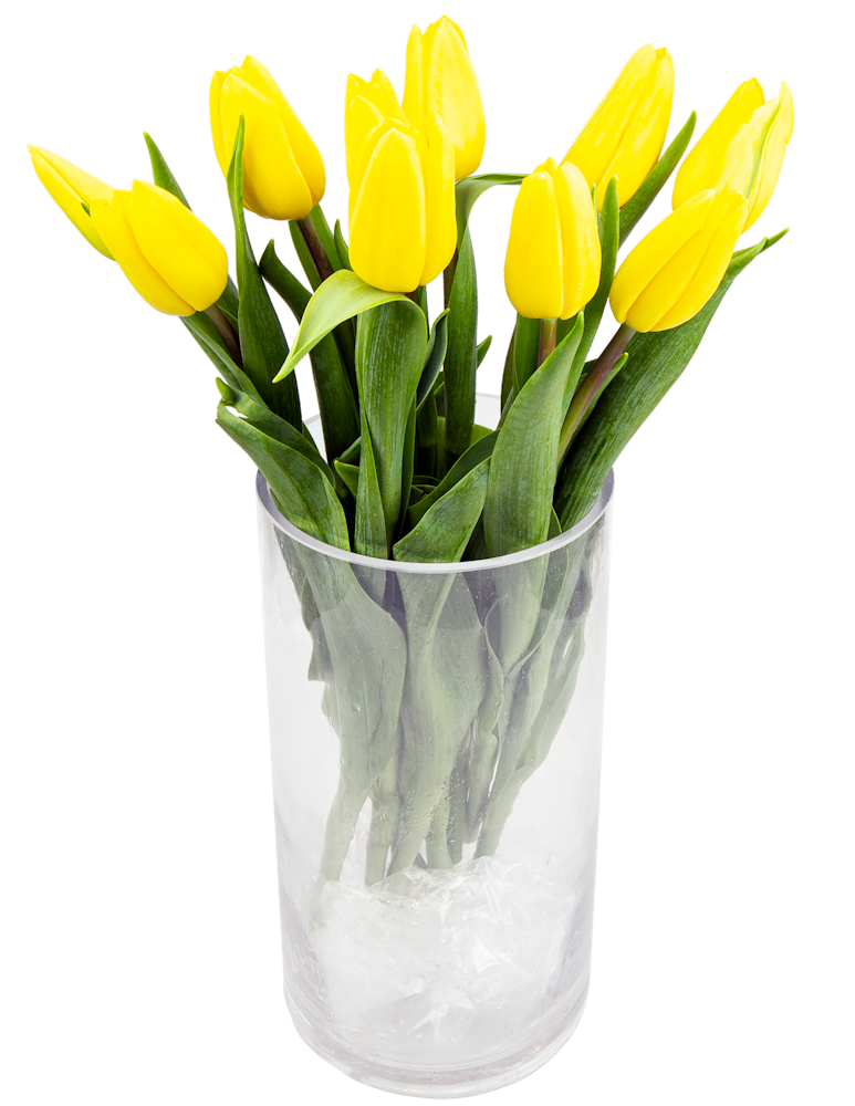 Tulipaner gule