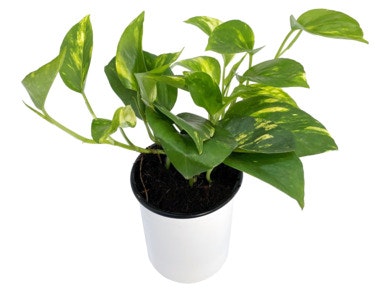 Bilde: © FreshFlowers / Oda FreshFlowers Epipremnum 'Gullranke'