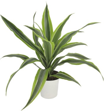 Bilde: © FreshFlowers / Oda FreshFlowers Dracaena 30-40cm høy