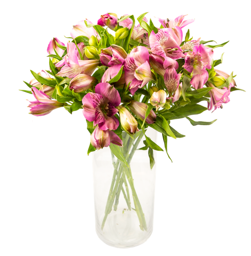Bilde: © FreshFlowers / Oda FreshFlowers Inkalilje Rosa 45 cm