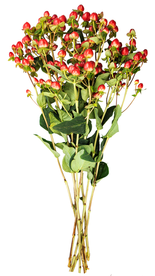 Bilde: © FreshFlowers / Oda FreshFlowers Hypericum 47cm