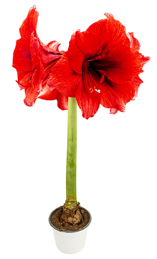 Bilde: © FreshFlowers / Oda FreshFlowers Amaryllis 12cm
