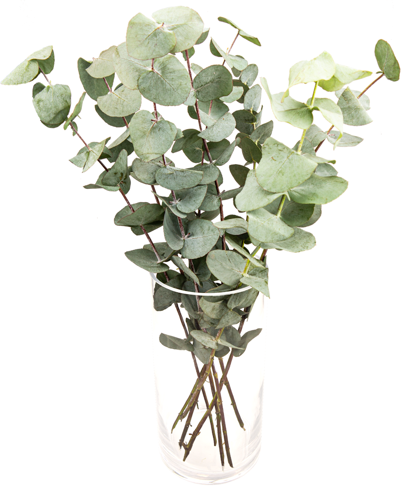 Eucalyptus 45cm, 8 stk