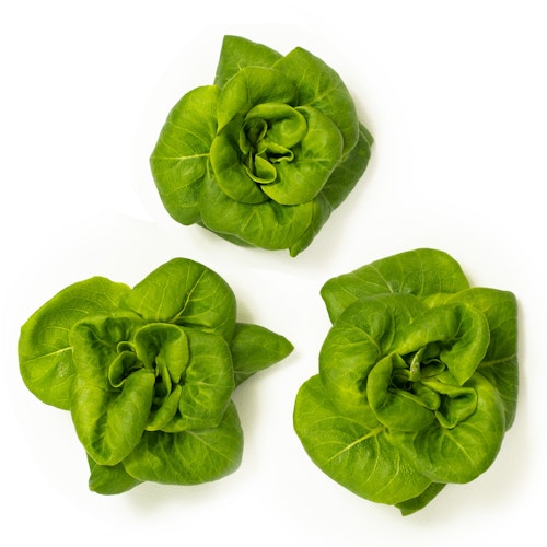 Bilde: © Onna Greens / Oda Onna Greens Babie Butterheads Salat Norge