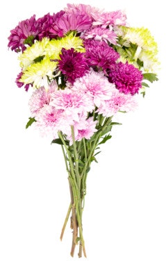 Bilde: © FreshFlowers / Oda FreshFlowers Krysantemum Mix 45 cm