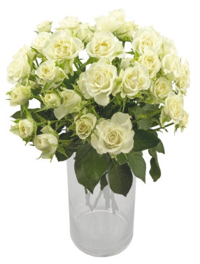 Bilde: © FreshFlowers / Oda FreshFlowers Grenroser 50 cm