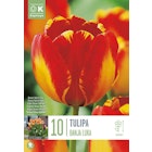 Blomsterløk Tulipan Banja Luka