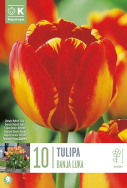 FreshFlowers Blomsterløk Tulipan Banja Luka 10 Løk, Kapiteyn
