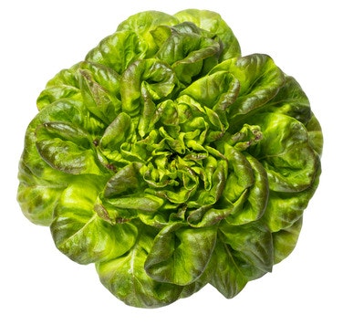 Bilde: © Onna Greens / Oda Onna Greens Butterhead Salat Norge