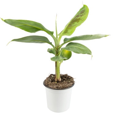 Bilde: © FreshFlowers / Oda FreshFlowers Musa Tropicana, bananpalme 35cm