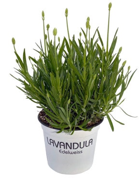 FreshFlowers Lavendel Hvit 35cm