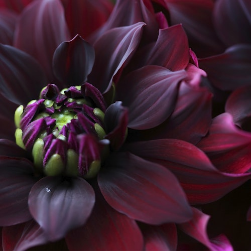 Bilde: © Duni / Oda Duni Servietter Maroon Dahlia 3 lag, 33x33cm