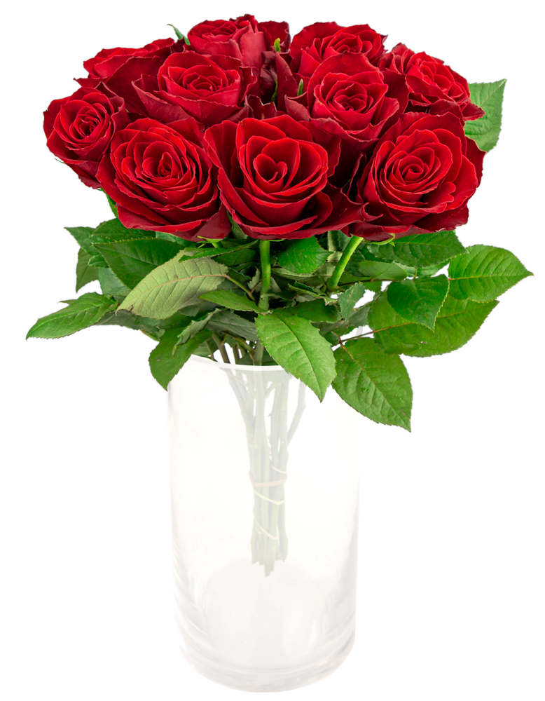Roser Rød 50 cm, 10 stk