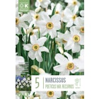 Blomsterløk Narcissus Recurvus