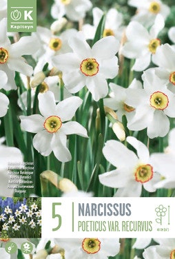 Blomsterløk Narcissus Recurvus 5 Løk, Kapiteyn, 1 stk