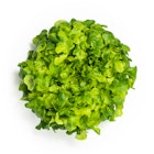 Big Oak Green Salat
