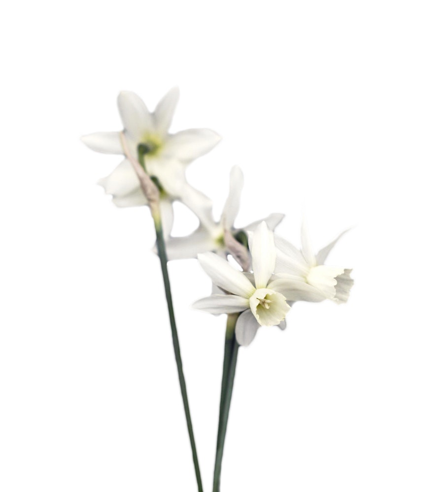 Victoria Skoglund Narcissus Thalia lökar 5-pack