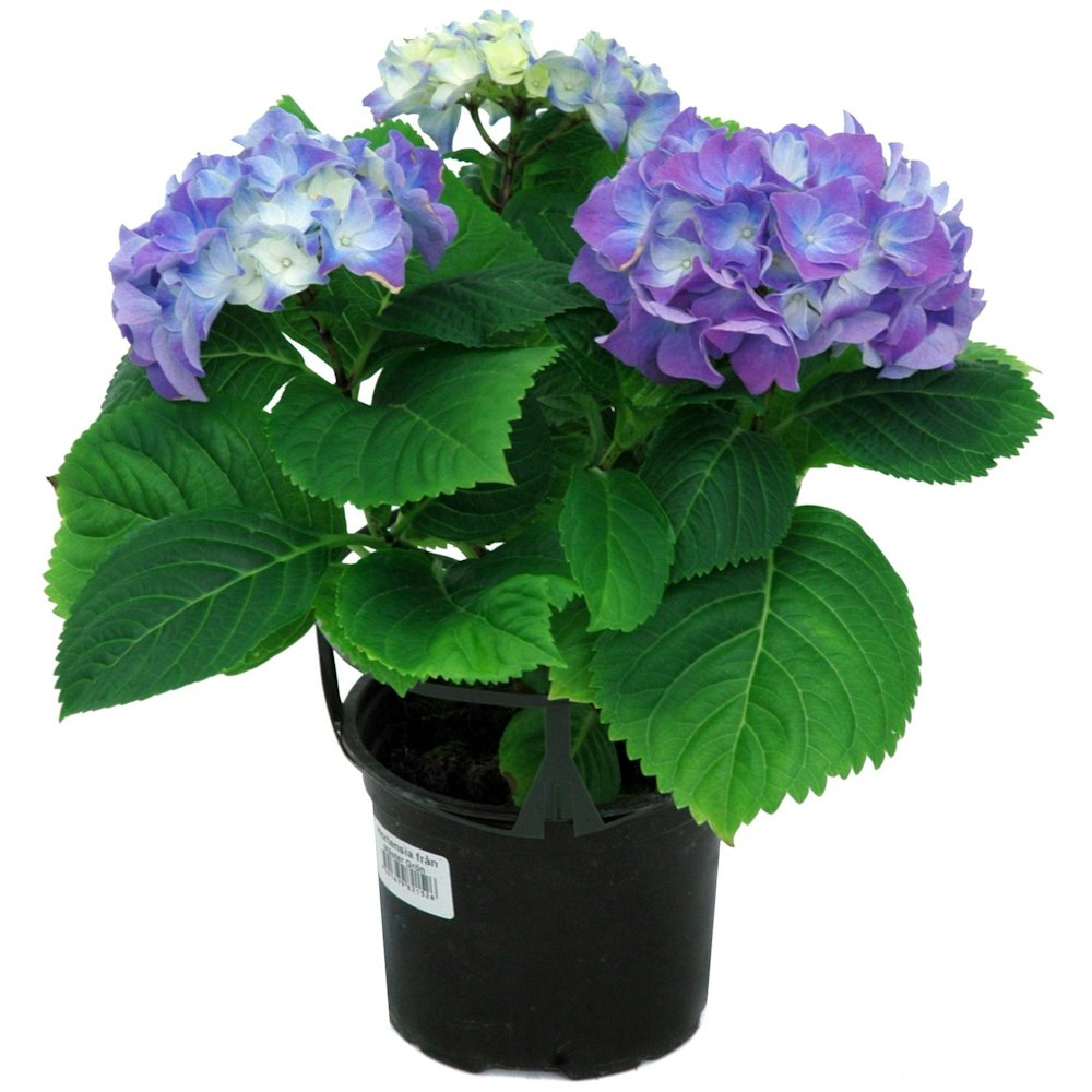 Spira Blommor Hortensia Blå