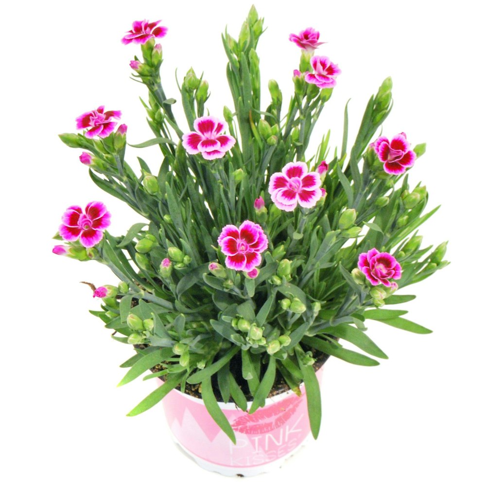 Spira Blommor Dianthus Pink Kisses