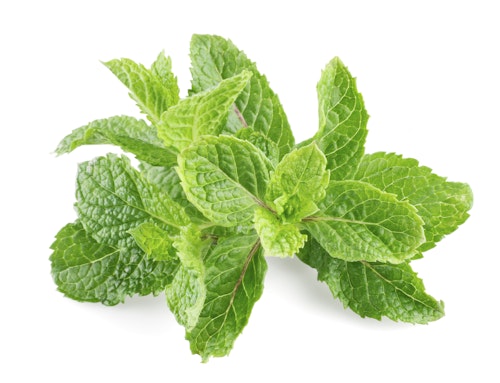 Peppermynte Gourmet Frisk i Pose, Etiopia, 20 g