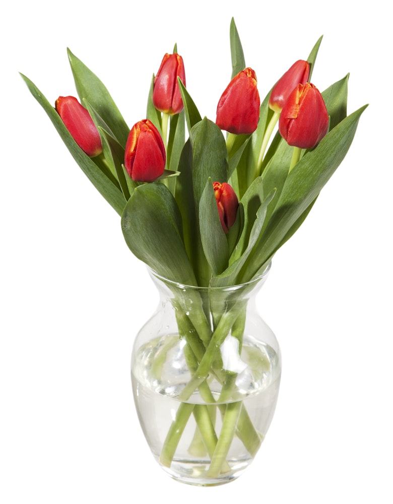 Mester Grønn Tulipaner Røde
