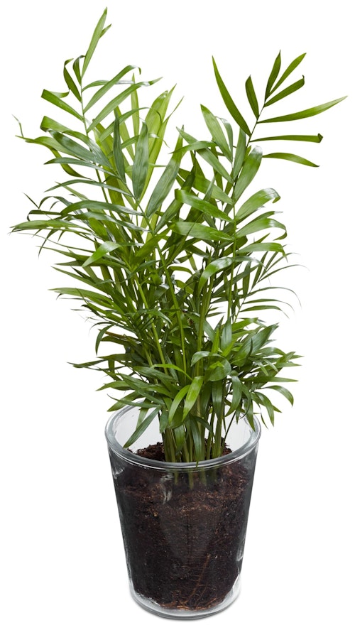 Bilde: © FreshFlowers / Kolonial.no FreshFlowers Charmadorea og glasspotte 20-40 cm høy. 12 cm potte, 1 stk