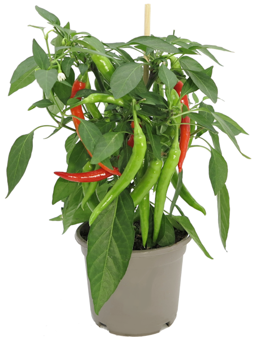 Bilde: © FreshFlowers / Kolonial.no FreshFlowers Chili Rød 45 cm, 1 stk