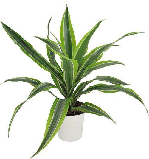 Bilde: © FreshFlowers / Kolonial.no FreshFlowers Dracaena 40cm 30-40cm høy, 1 stk
