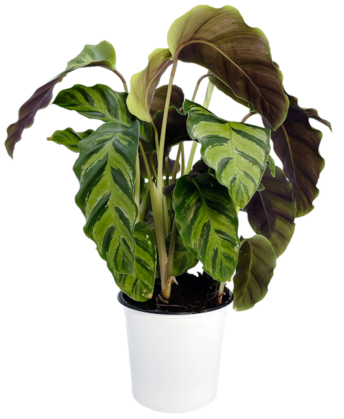 Bilde: © FreshFlowers / Oda FreshFlowers Calathea 35cm 30-40cm høy, 1 stk