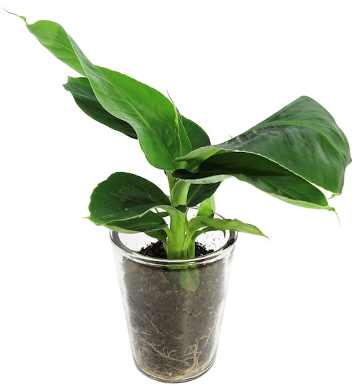 Bilde: © FreshFlowers / Oda FreshFlowers Oriental star 30 cm 1 stk