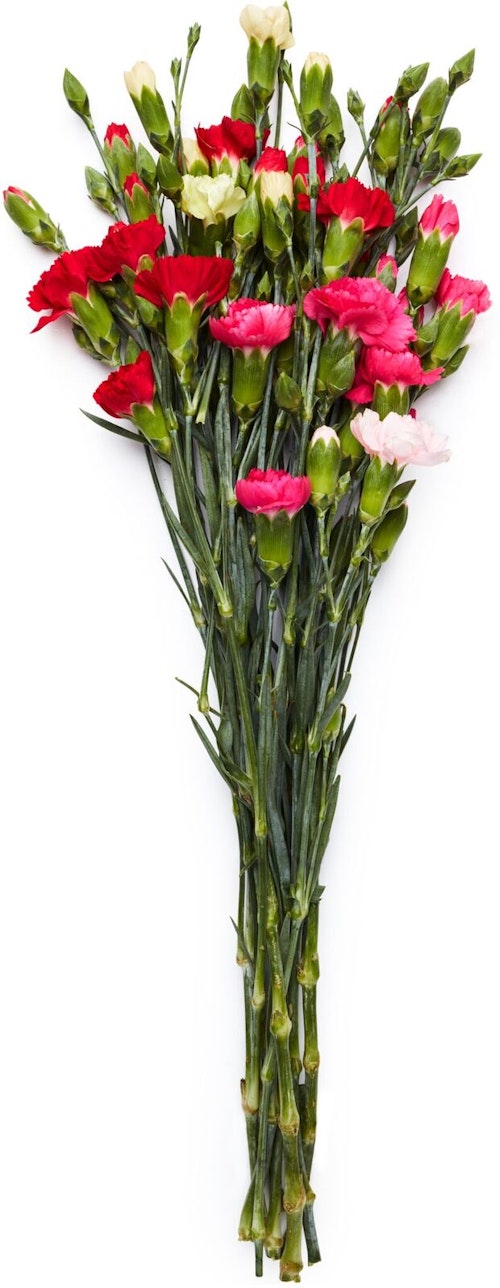 Bilde: © FreshFlowers / Oda FreshFlowers Grennellik i forskjellige farger Ca 30 blomster og 8 stilker