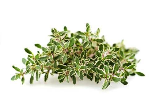 Sitron Timian Gourmet Frisk i Pose, Etiopia, 20 g
