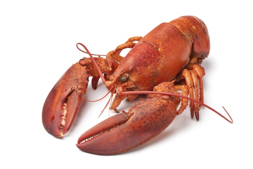 Bilde: © Ocean Choice / Oda Ocean Choice Canadisk Hummer