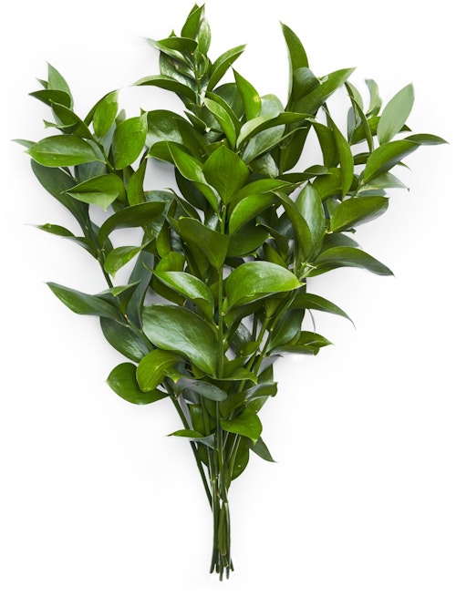 Bilde: © FreshFlowers / Oda FreshFlowers Ruscus 50cm