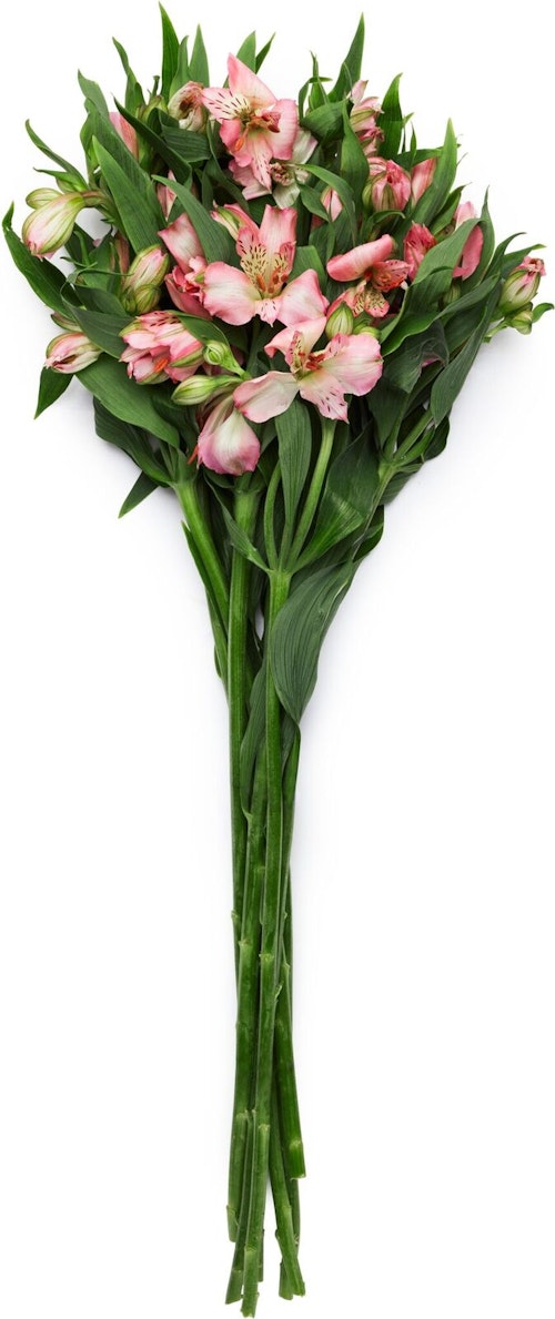Bilde: © FreshFlowers / Oda FreshFlowers Inkalilje Rosa 45 cm