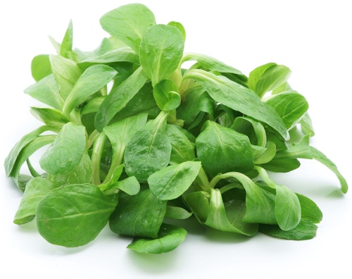 Feldsalat Italia/Spania