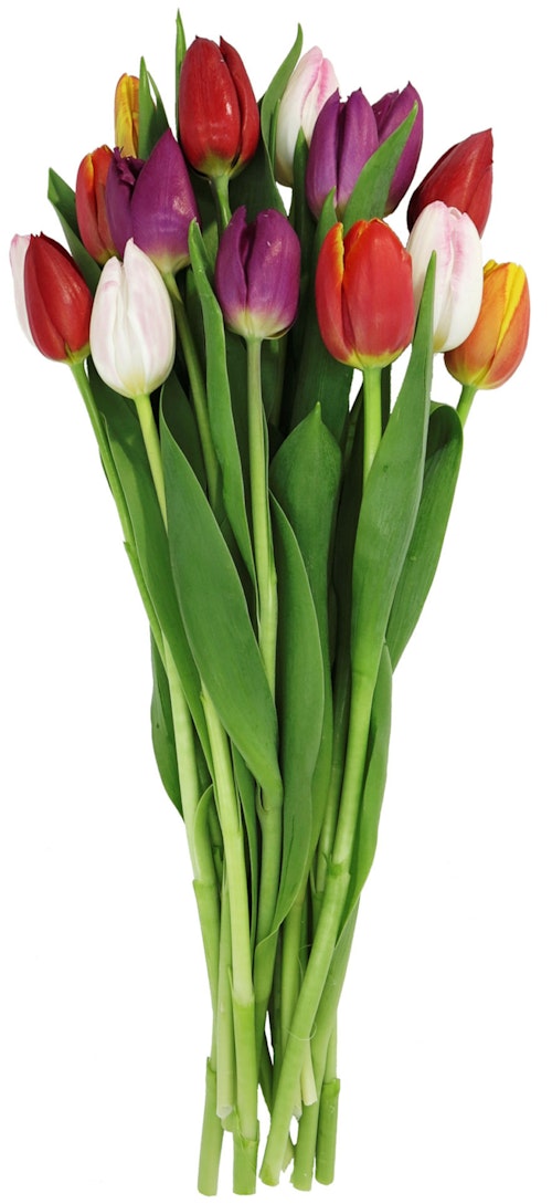 FreshFlowers Miks Tulipaner