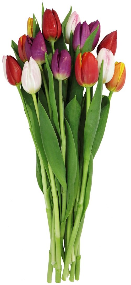 Bilde: © FreshFlowers / Kolonial.no FreshFlowers Tulipaner Mix 15 stk